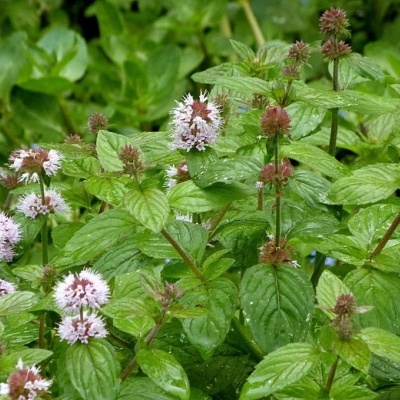 Plantas de menta com folhas verdes e flores cor-de-rosa num jardim