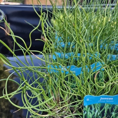 Plantas Juncus effusus Spiralis em vasos azuis com folhas verdes espiraladas ao ar livre