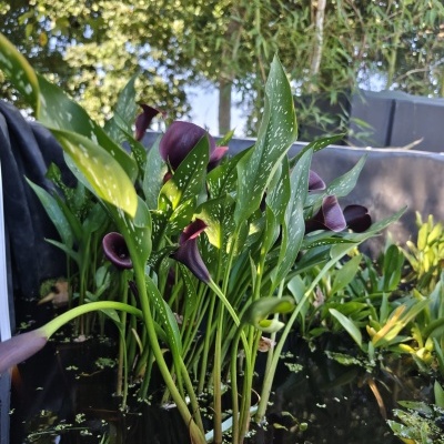 Plantas com folhas verdes pontilhadas e flores roxas junto a água