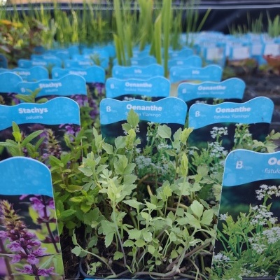 Plantas em vasos com etiquetas azuis de nome num ambiente exterior