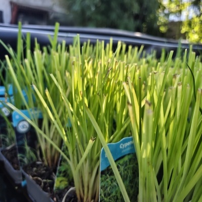 Plantas verdes em vasos com etiquetas azuis, em ambiente exterior verde