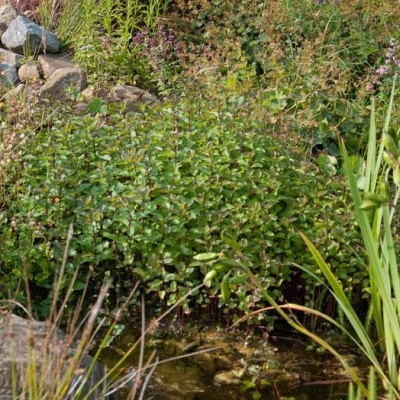 Planta verde num jardim natural com pedras e água