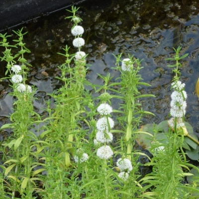 Plantas aquáticas com flores brancas esféricas num lago com folhas verdes flutuantes