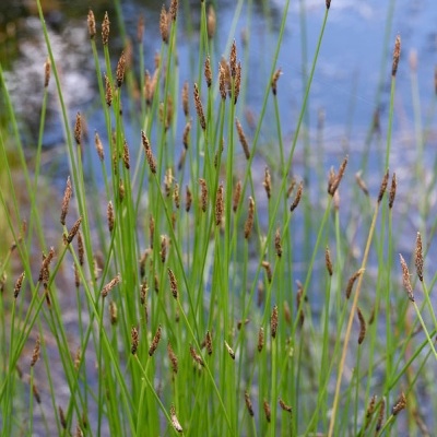 Plantas aquáticas com caules verdes e pontas castanhas junto à água
