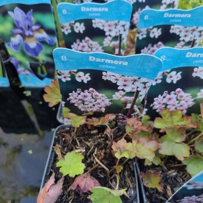 Plantas em vasos com etiquetas azuis a identificar Iris siberica e Darmera peltata com fotos de flores.
