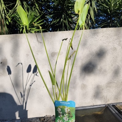 Planta Pontederia cordata Alba com folhas verdes em vaso com etiqueta azul junto a tanque de água e muro cinzento