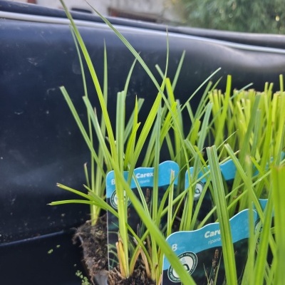 Plantas verdes em vaso preto com etiquetas azuis exteriores.