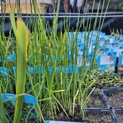 Mudas de plantas verdes com etiquetas azuis em vasos de plástico num viveiro ao ar livre