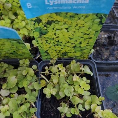 Vaso com planta Lysimachia nummularia Aurea e rótulo azul