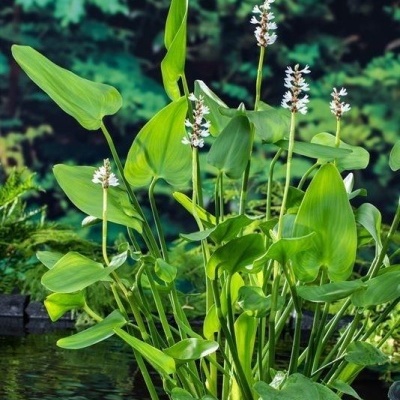 Planta aquática verde com flores brancas na água