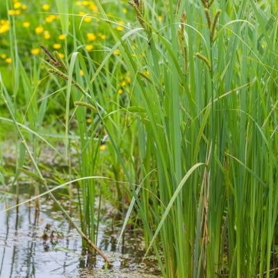 Planta aquática verde com flores em ambiente natural com água e flores amarelas ao fundo