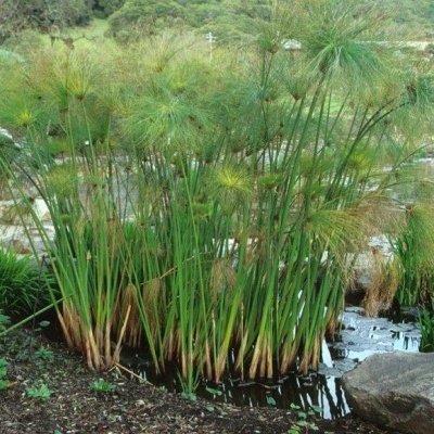 Plantas aquáticas verdes próximas a lago com pedra e vegetação