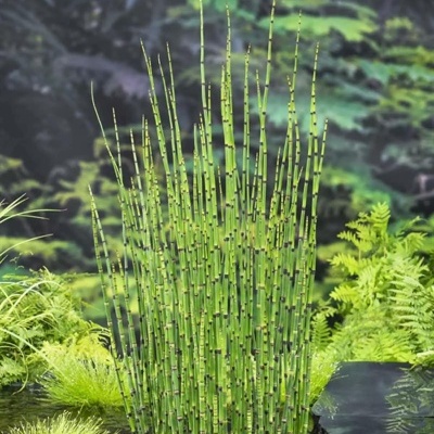 Planta verde com caules finos segmentados e folhas verdes ao redor perto de água
