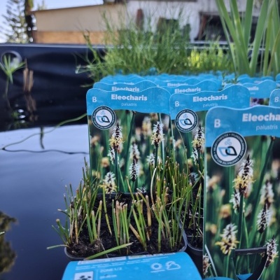 Vasos com plantas Eleocharis palustris com etiquetas azuis e paisagem aquática ao fundo