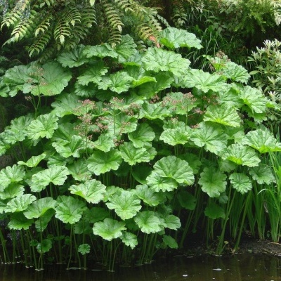 Plantas com folhas grandes e flores junto a uma margem de água.