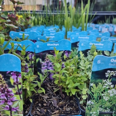 Mudas de plantas com etiquetas azuis em vasos pretos em jardim ao ar livre