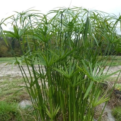 Planta verde com folhas em forma de guarda-chuva ao ar livre