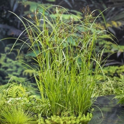 Plantas aquáticas verdes com folhas longas perto de água e pedras negras