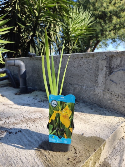 Planta jovem de lírio amarelo em vaso preto com etiqueta azul numa superfície de cimento.