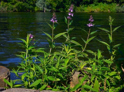 Plantas com flores lilases junto a um rio com vegetação verde ao fundo
