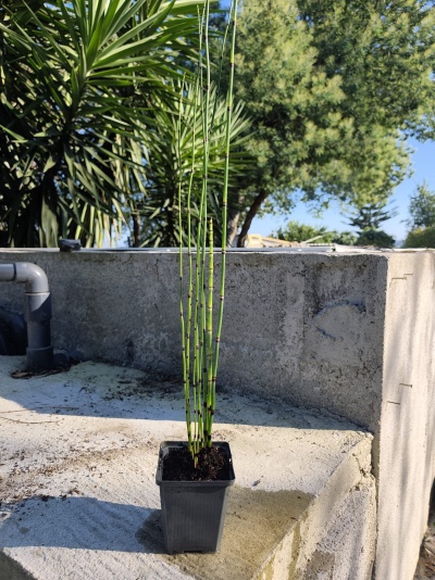 Planta jovem em vaso preto com caules finos verdes em área exterior