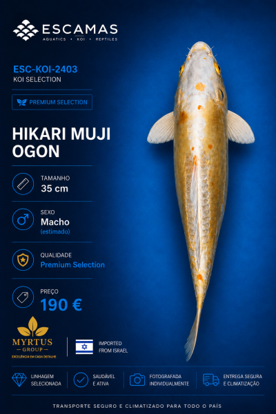 Peixe koi Hikari Muji Ogon 35 cm em fundo azul com texto de informação do produto.