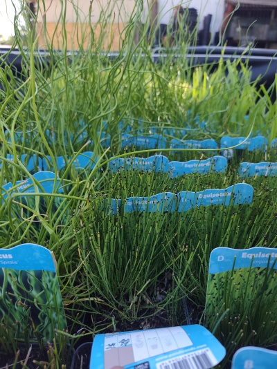 Plantas Equisetum Spiralis em vasos com etiquetas azuis e branco ao ar livre