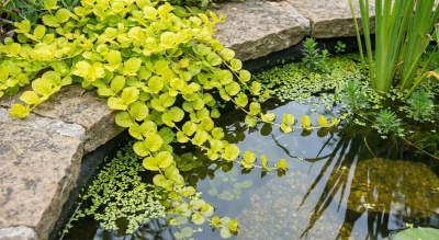 Tanque de pedra com plantas aquáticas e folhagem verde-amarela