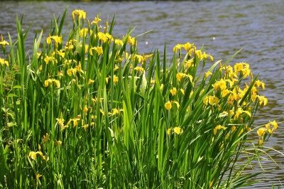 Planta aquática com flores amarelas junto à margem de um lago