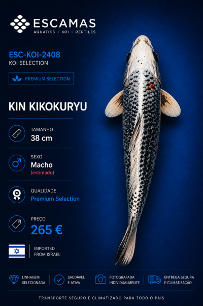 Peixe Koi Kin Kikokuryu preto e branco com nadadeiras claras em fundo azul