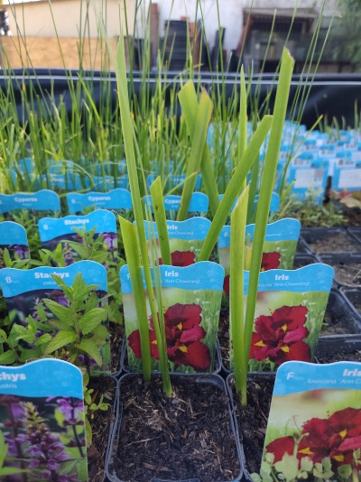 Plantas em vasos com etiquetas azuis num carrinho ao ar livre