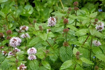 Plantas de menta com folhas verdes e flores cor-de-rosa num jardim