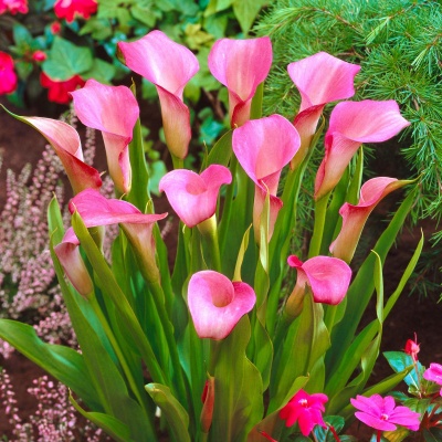 Flores de lírio rosa com folhas verdes em jardim