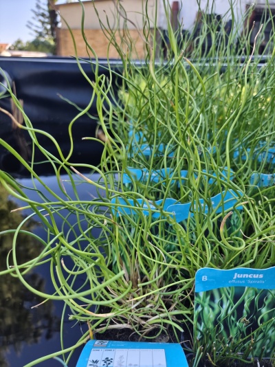 Plantas Juncus effusus Spiralis em vasos azuis com folhas verdes espiraladas ao ar livre