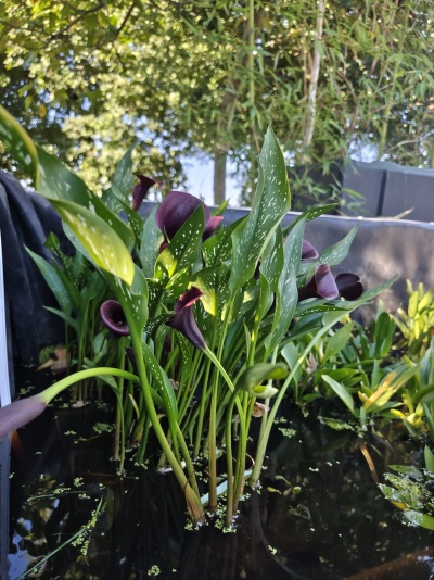 Plantas com folhas verdes pontilhadas e flores roxas junto a água