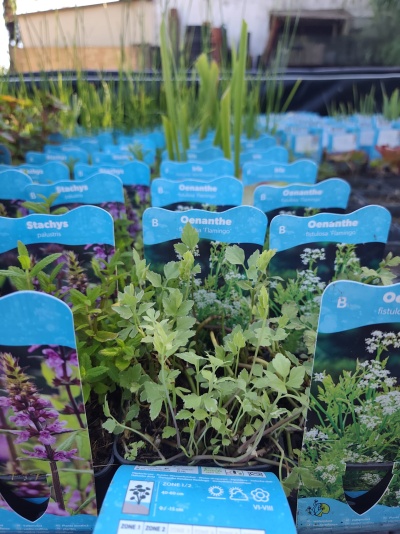 Plantas em vasos com etiquetas azuis de nome num ambiente exterior