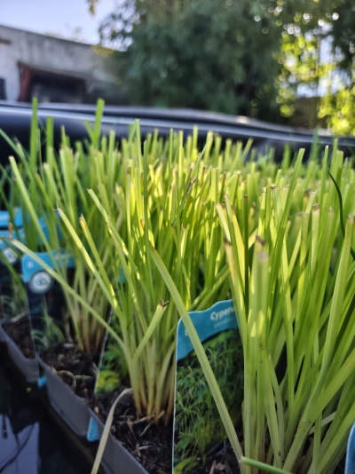 Plantas verdes em vasos com etiquetas azuis, em ambiente exterior verde