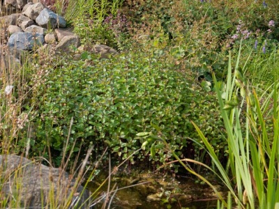 Planta verde num jardim natural com pedras e água