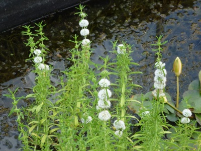 Plantas aquáticas com flores brancas esféricas num lago com folhas verdes flutuantes