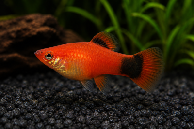 Peixe vermelho com manchas pretas na cauda num aquário com plantas verdes e substrato negro