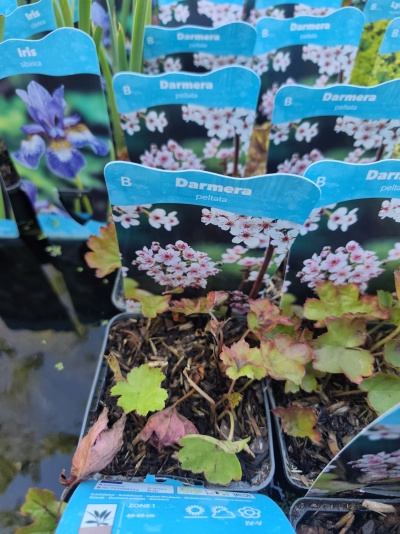 Plantas em vasos com etiquetas azuis a identificar Iris siberica e Darmera peltata com fotos de flores.