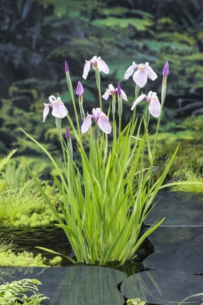 Planta aquática com flores lilás e folhas verdes numa superfície de água