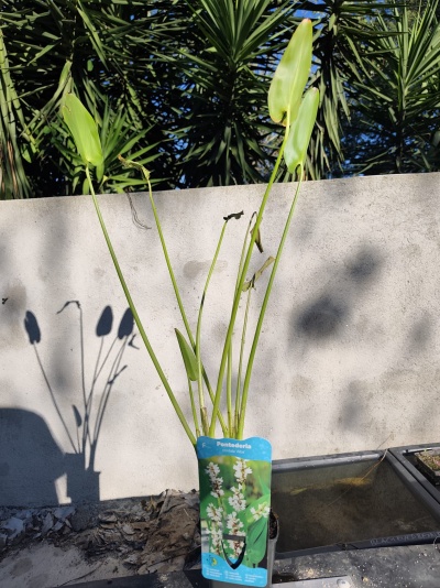 Planta Pontederia cordata Alba com folhas verdes em vaso com etiqueta azul junto a tanque de água e muro cinzento