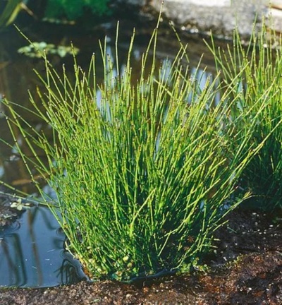 Planta verde com caules finos junto a água e solo encharcado