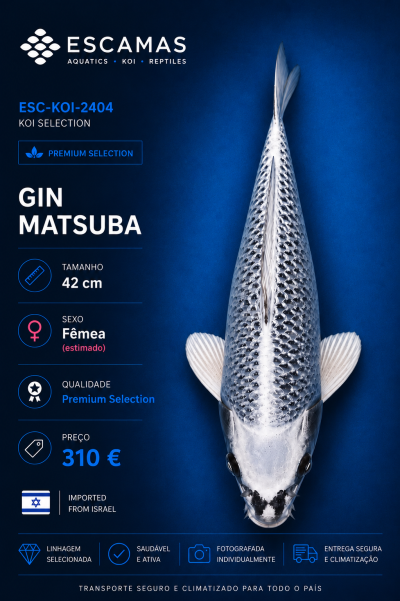 Peixe koi Gin Matsuba prateado com padrões pretos sobre fundo azul