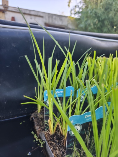 Plantas verdes em vaso preto com etiquetas azuis exteriores.