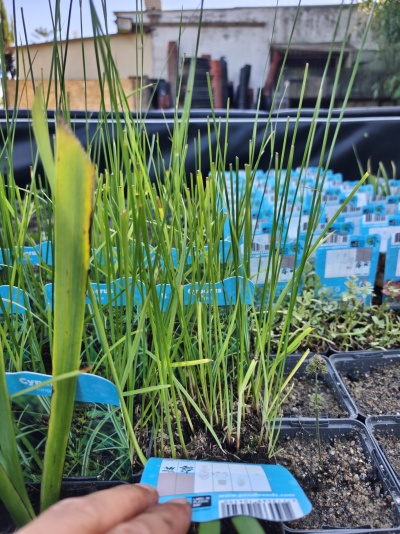 Mudas de plantas verdes com etiquetas azuis em vasos de plástico num viveiro ao ar livre