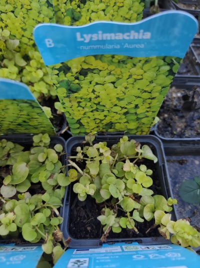 Vaso com planta Lysimachia nummularia Aurea e rótulo azul