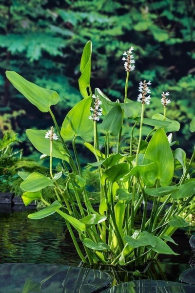 Planta aquática verde com flores brancas na água