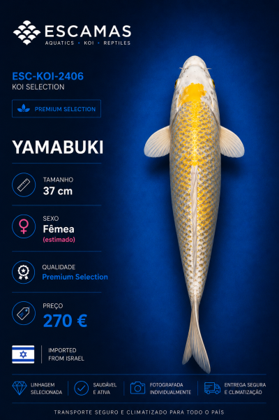 Peixe Koi Yamabuki branco e amarelo com fundo azul e texto informativo